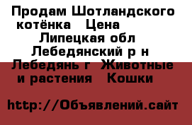 Продам Шотландского котёнка › Цена ­ 2 000 - Липецкая обл., Лебедянский р-н, Лебедянь г. Животные и растения » Кошки   